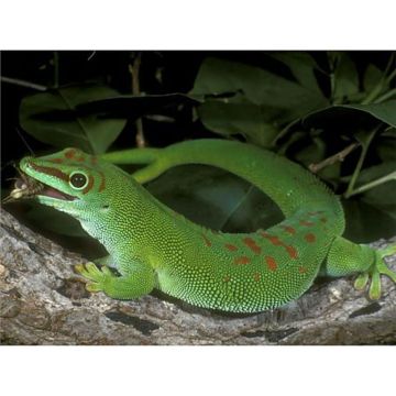 Phelsuma madagascariensis grandis