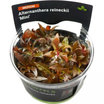 Planta acvariu Alternanthera Reineckii Mini in vitro Stoffels