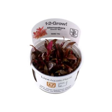 Planta acvariu Alternanthera Reineckii Mini in vitro Tropica