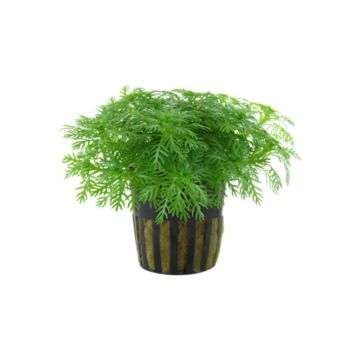 Planta acvariu Hottonia Palustris Tropica