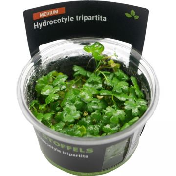 Planta acvariu Hydrocotyle Tripartita in vitro Stoffels