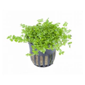 Planta acvariu Micranthemum Glomeratum Tropica
