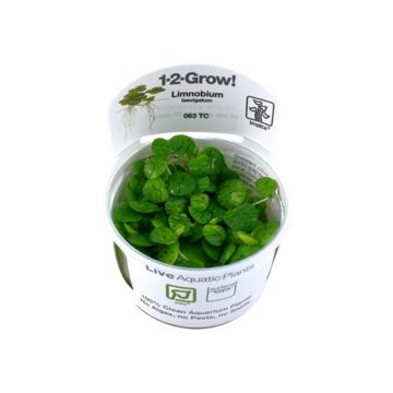 Planta acvariu plutitoare Limnobium Laevigatum in vitro Tropica