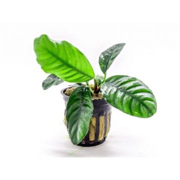 Planta acvariu Stoffels Anubias Barteri Coffeefolia