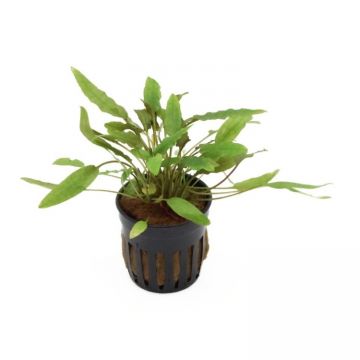Planta acvariu Stoffels Cryptocoryne Becketii