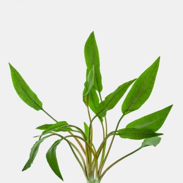 Planta acvariu Stoffels Cryptocoryne Undulata