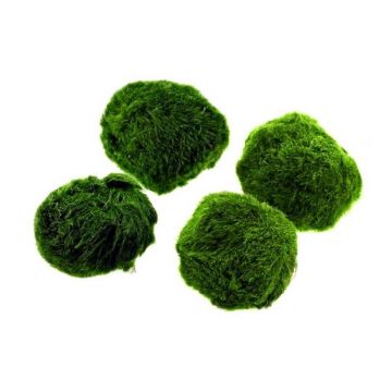 Planta acvariu Stoffels Gogoballs (3 +1  Cladophora in tub)