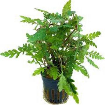 Planta acvariu Stoffels Hygrophila Pinnatifida