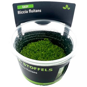 Planta acvariu Stoffels Riccia Fluitans in vitro
