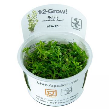 Planta de acvariu Rotala Green in vitro Tropica