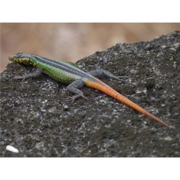 Platysaurus torquatus