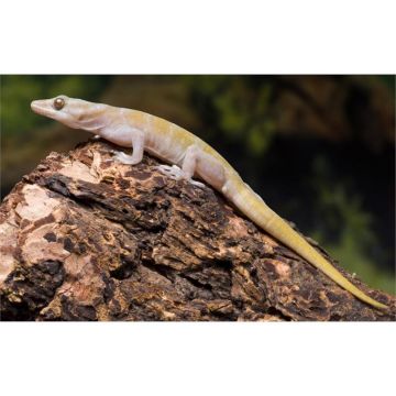 Soparla Gekko ulikovskii / badenii (Golden gecko vietnam)