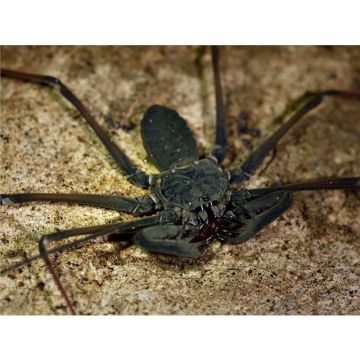 Stygophrynus longispina