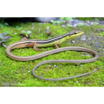 Takydromus sexlineatus