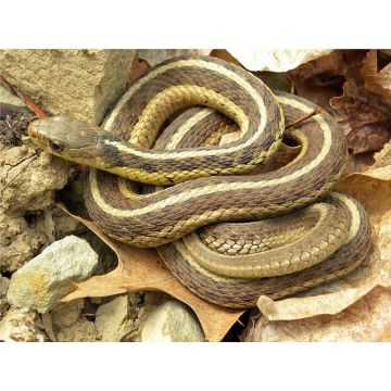 Thamnophis sirtalis