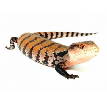 Tiliqua gigas HALMAHERA