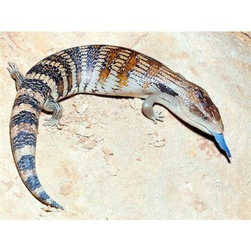 Tiliqua scincoides