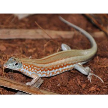 Tracheloptychus petersi