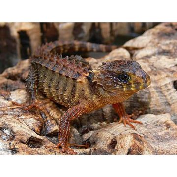 Tribolonotus novaeguineae