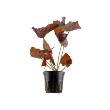 Tropica Nymphaea lotus