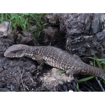 Varanus exanthematicus