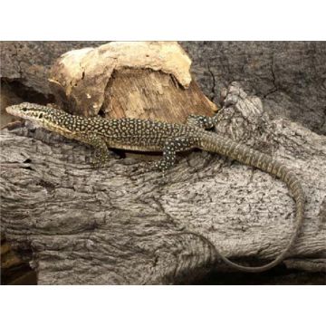 Varanus timorensis