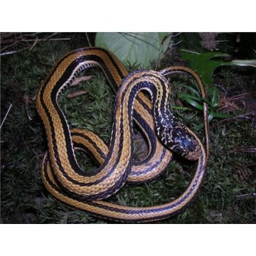 Xenochrophis vittatus