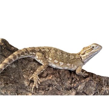 Agama pitica Pogona henrylawsoni