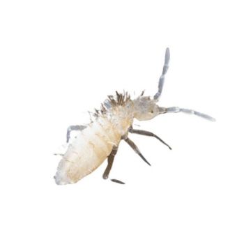 Artropode Springtails Collembola 100gr