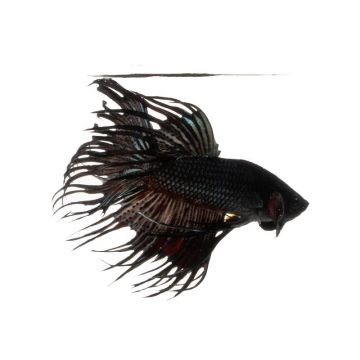 Betta splendens crowntail black M