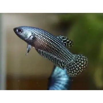 Betta splendens F Wild Alien blue