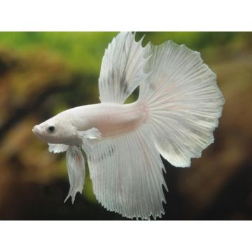 Betta splendens SuperDelta white M