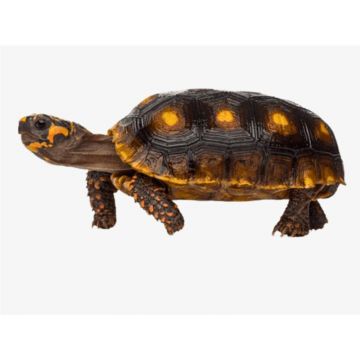 Broasca Testoasa Geochelone Carbonaria (Red-footed tortoise)