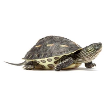 Broasca testoasa Ocadia sinensis (Chinese stripe-necked turtle)