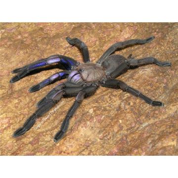 Chilobrachys sp. electric blue