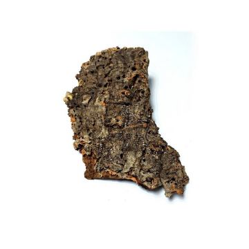 Decor pluta naturala Medium