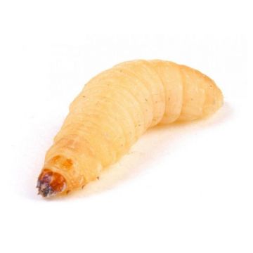 Galleria mellonella Mari 18g (aprox.40 buc)