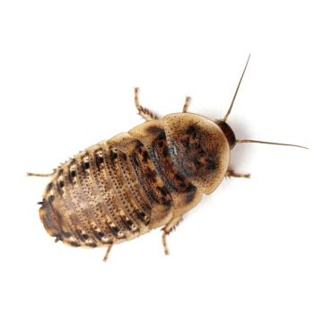 Gandaci Blaptica Dubia 10 ±buc