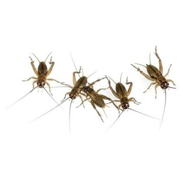 Gryllus assimilis medium (±40 bucati)