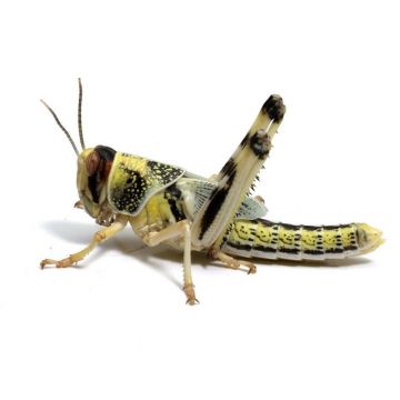 Lacuste de desert Schistocerca Gregaria