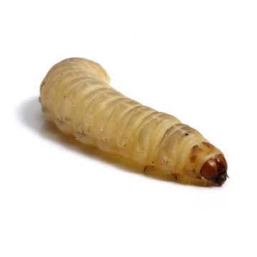 Larve de molie Waxmoth Galleria mellonella