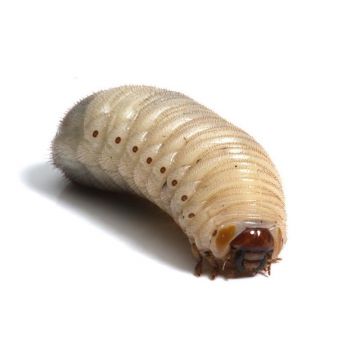 Larve Rose Beetle Cetonia