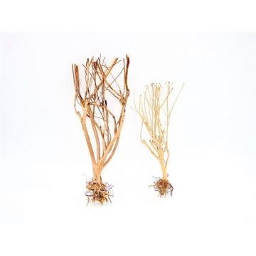 Lemn Aq귬o Slim Tree S