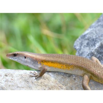 Mabuya multifasciata