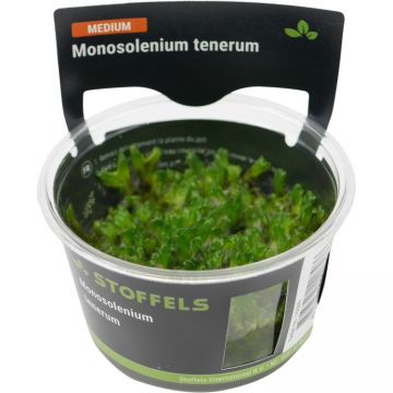 Muschi acvariu Monosolenium Tenerum in vitro Stoffels