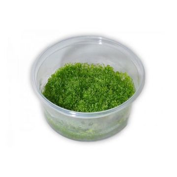 Muschi acvariu Riccia Fluitans in vitro Tropica