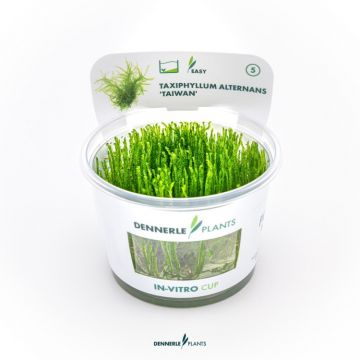 Muschi acvariu Taxiphyllum Alternans Taiwan in vitro Dennerle