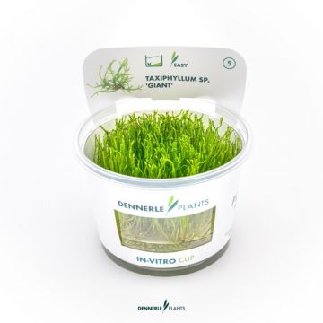 Muschi acvariu Taxiphyllum spec. Giant in vitro Dennerle