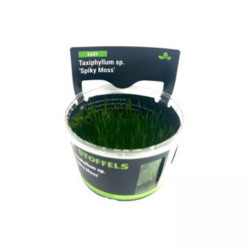 Muschi acvariu Taxiphyllum Spiky in vitro Stoffels