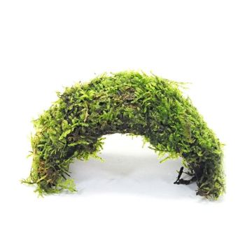 Muschi acvariu Vesicularia Dubyana pe nuca de cocos Stoffels